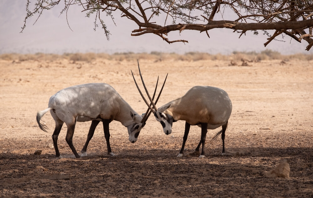 sharjah safari park wiki