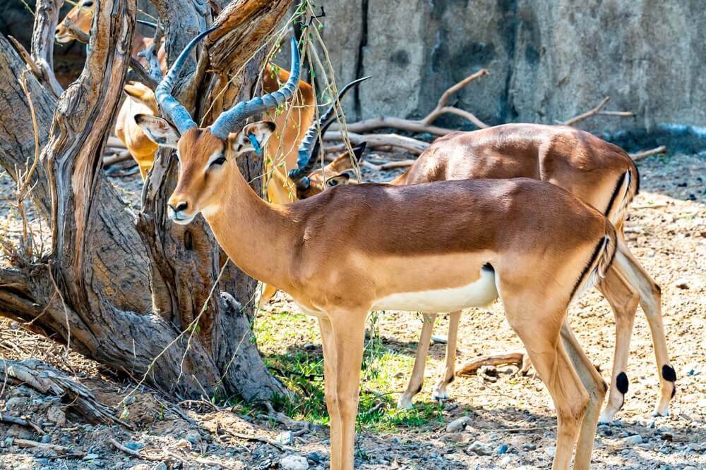 sharjah safari park wiki