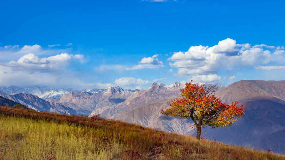 Chitral Gol National Park