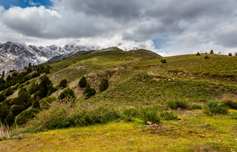 Chitral Gol National Park