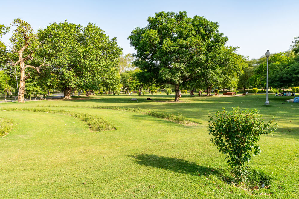 trees at Bagh e Jinnah