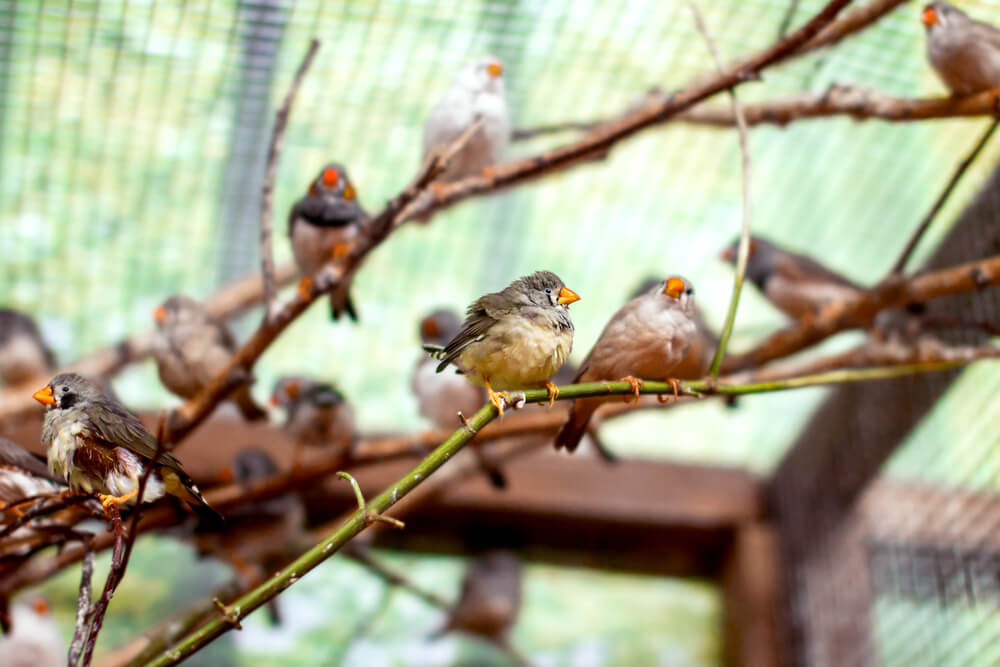 Bird Aviary