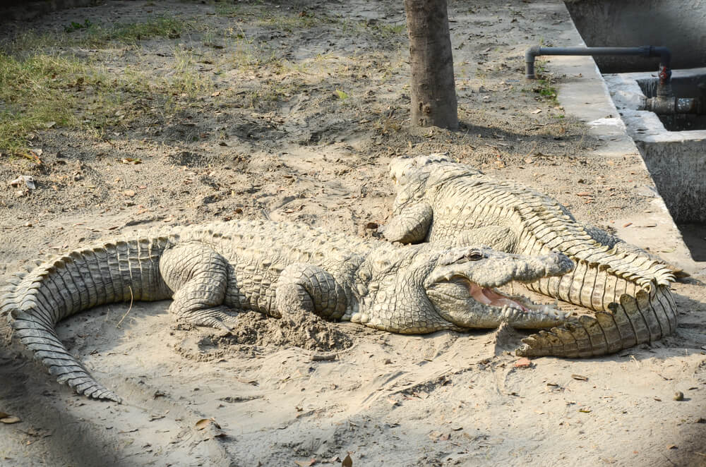 Aligator at Lahore Zoo