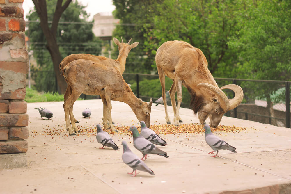 Animal at lahore zoo