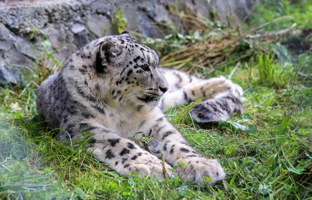 Baltistan Wildlife