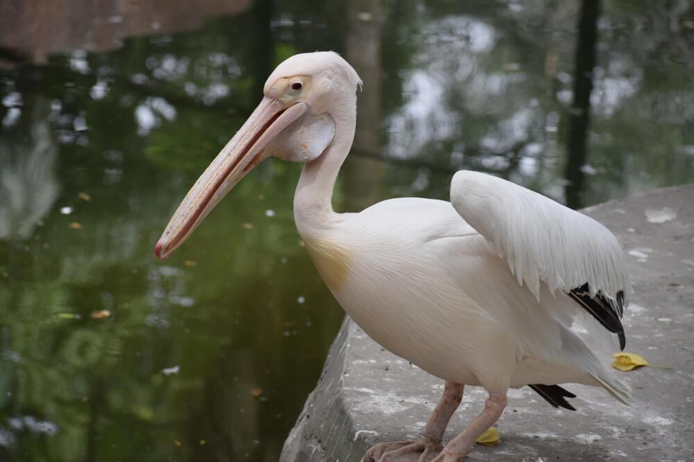 Bird at lahore zoo