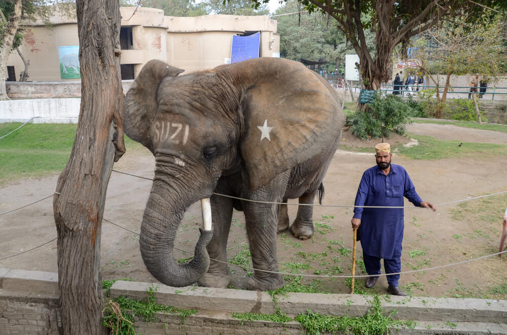 Elephant at lahore zoo