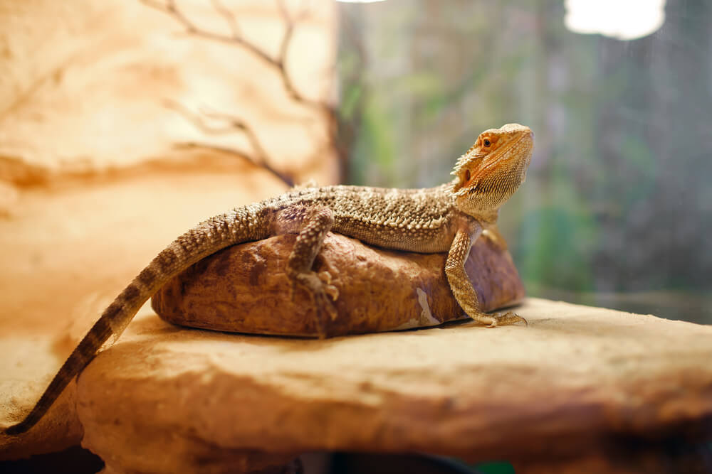 reptiles at lahore zoo