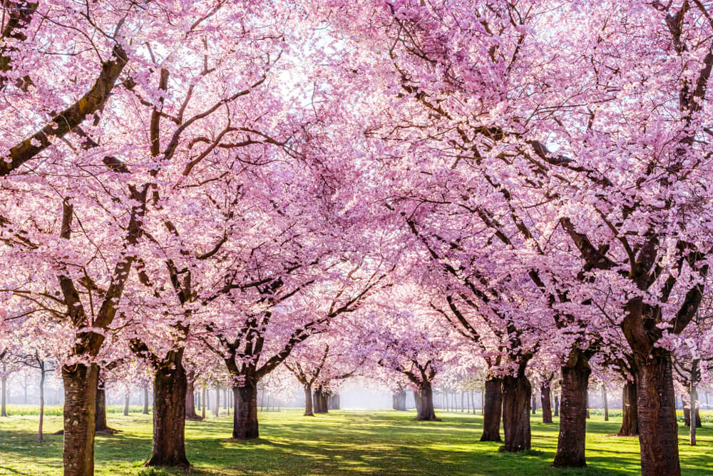 Blossom Trees