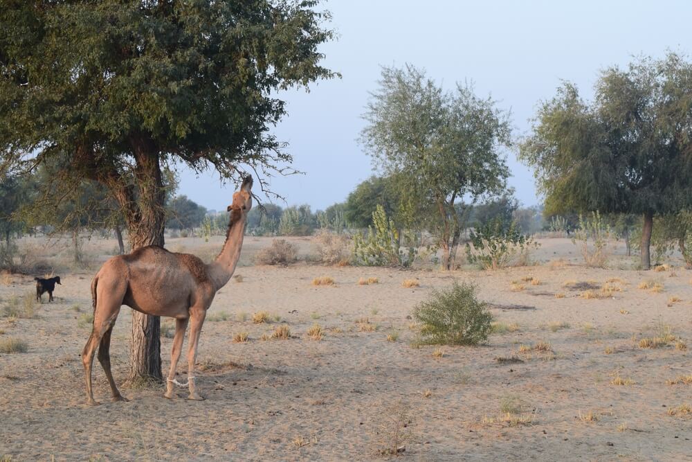 Deserts of Pakistan