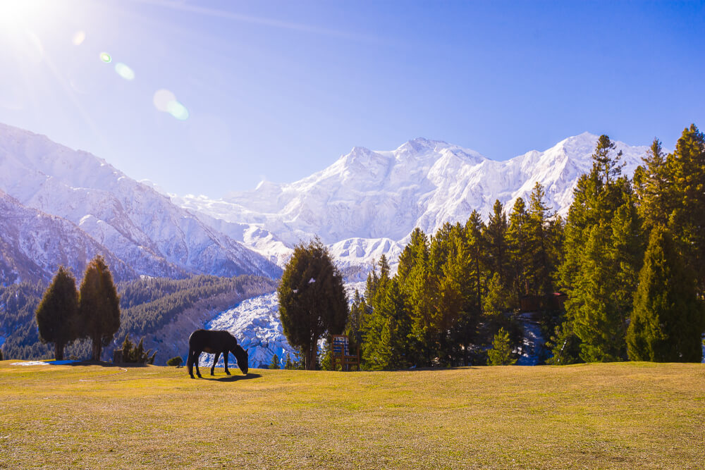 Fairy Meadows