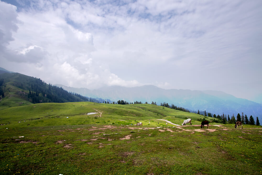 Fairy Meadows