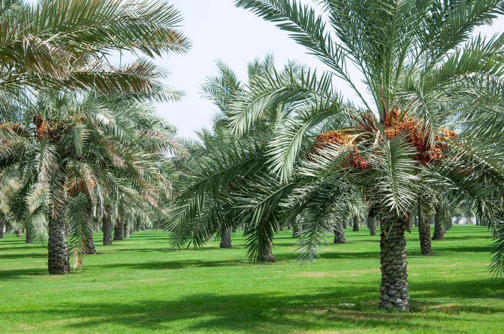 Heritage Park Abu Dhabi