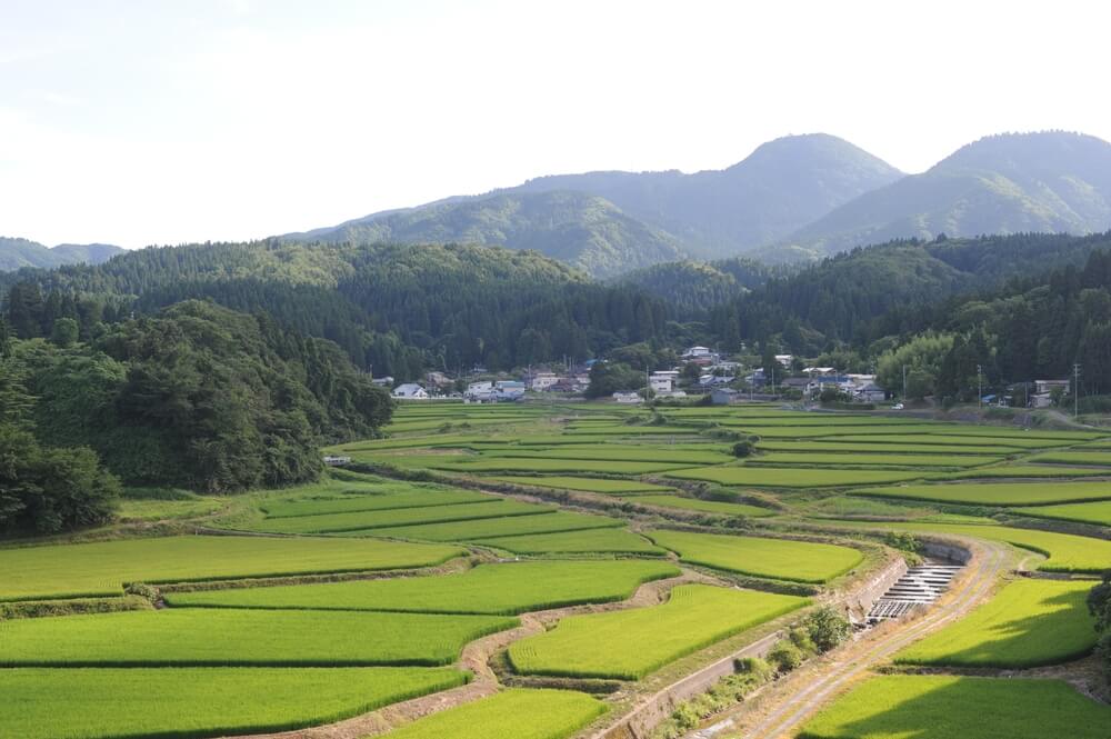 Lush Green Scenery 