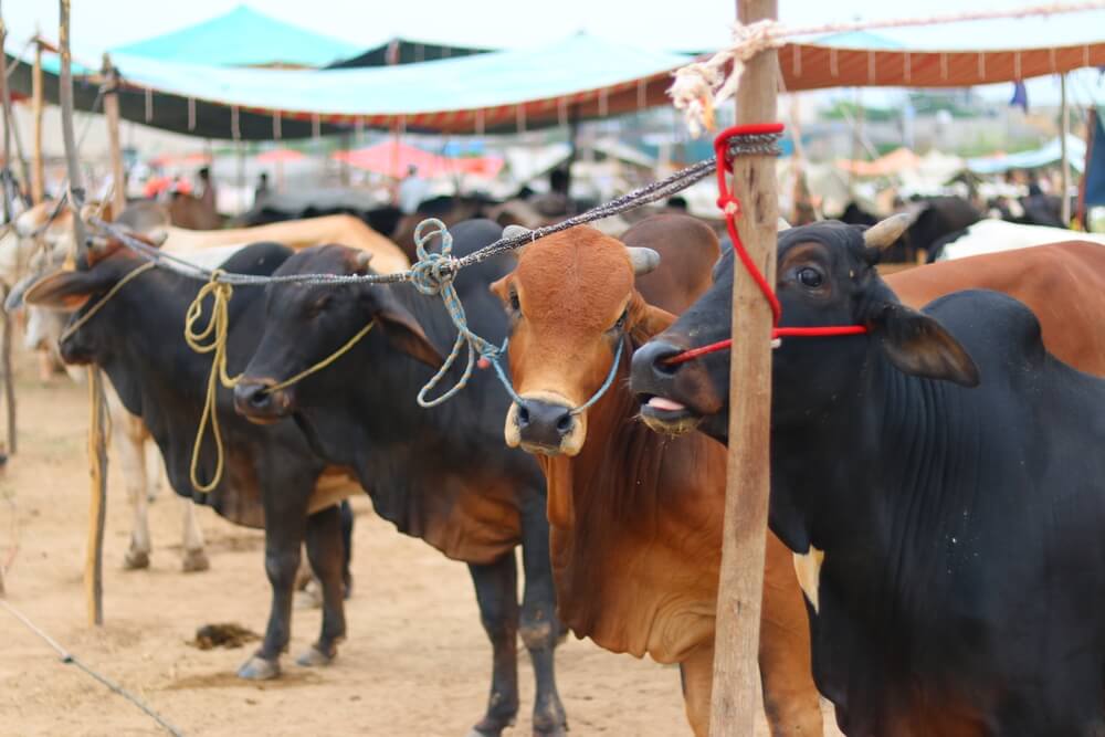 eid ul adha pakistan