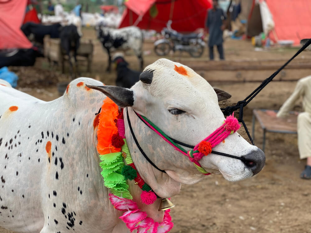 eid ul adha pakistan