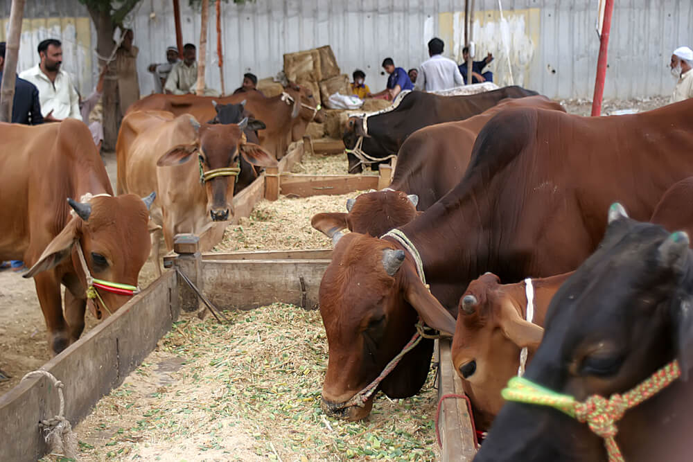 eid ul adha pakistan