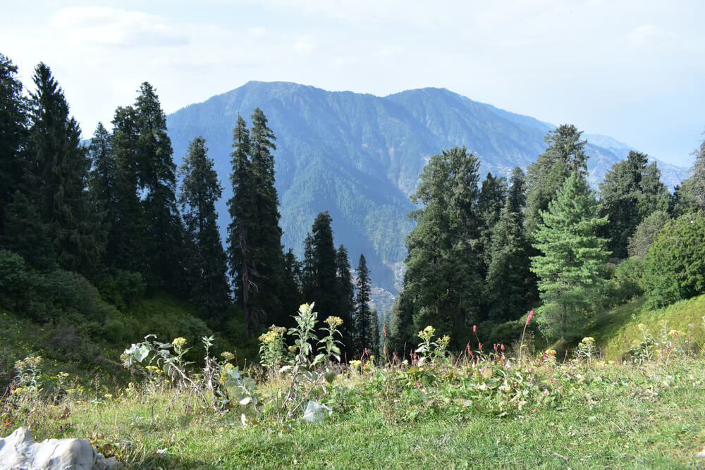 Mushkpuri Top Forest