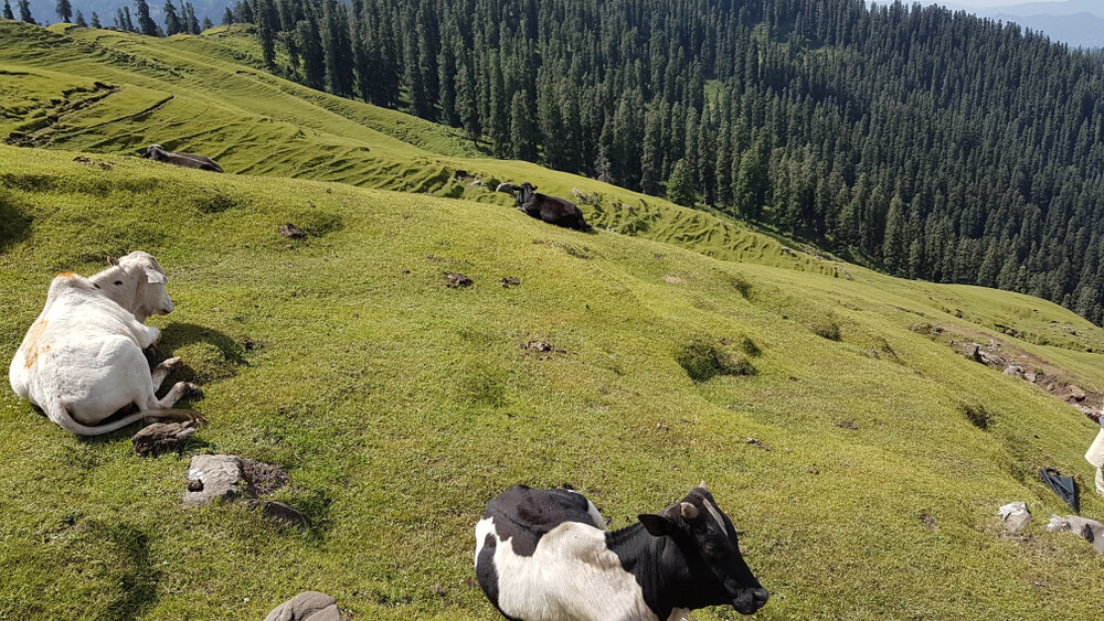 Panjal Mastan National Park