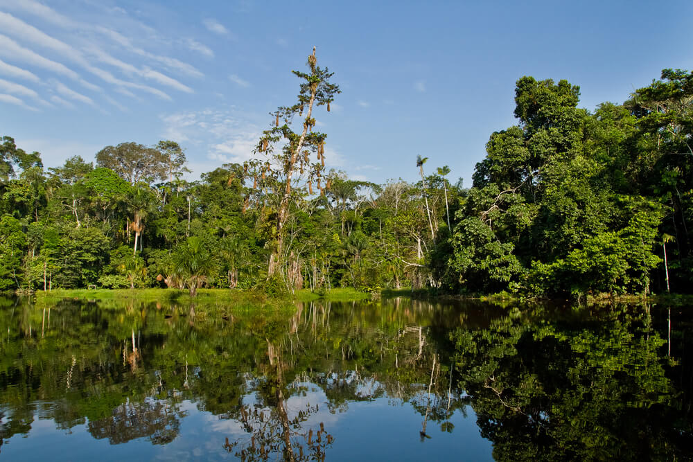 Riverine Forests