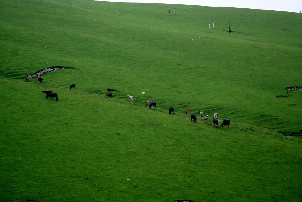 Toli Peer