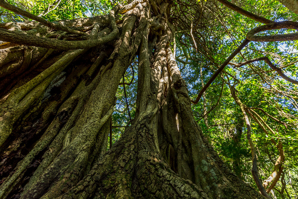 Tropical Thorn Forests