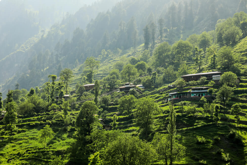 forest in pakistan