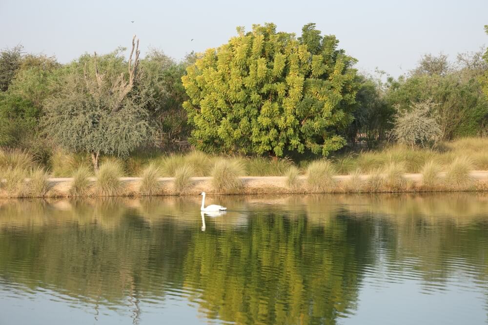 Manchar Lake, Sehwan
