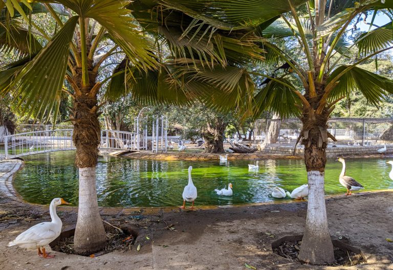 Karachi Zoo Amazing Oldest Garden Zoo in Karachi