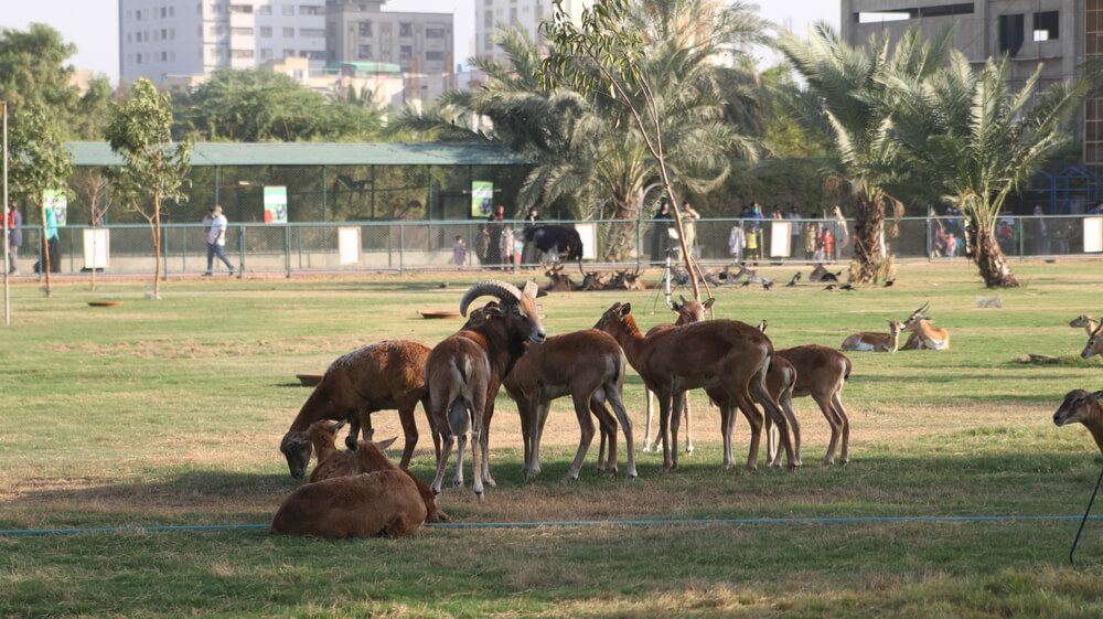 Karachi Zoo