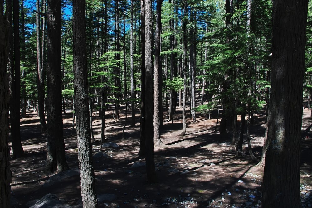 Ushu Forest Kalam 